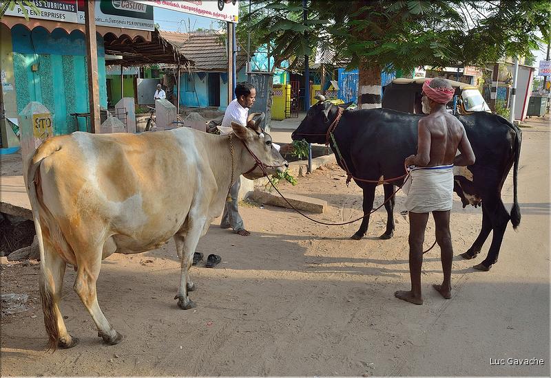 Petit matin ordinaire dans les rues de Thanjavur. (5)