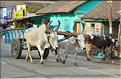 Petit matin ordinaire dans les rues de Thanjavur. (6)