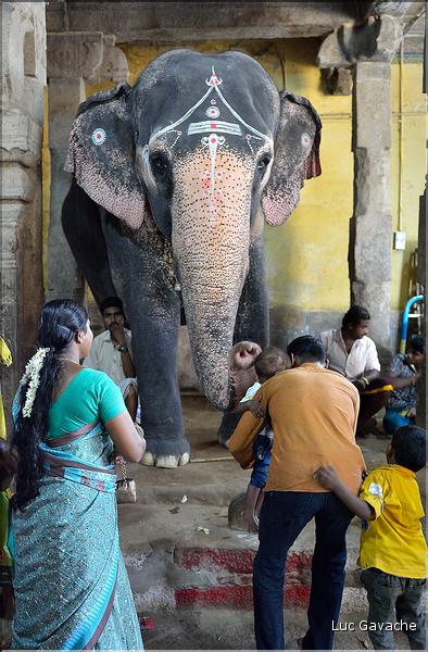 Bénédiction des pèlerins se rendant au temple de Ganesh au Rock Fort de Trichy. (4)
