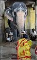 Bénédiction des pèlerins se rendant au temple de Ganesh au Rock Fort de Trichy. (5)