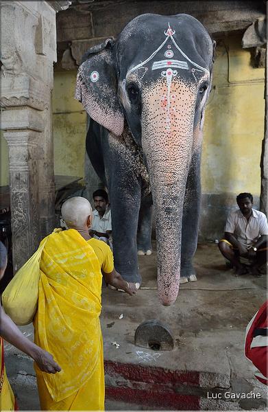 Bénédiction des pèlerins se rendant au temple de Ganesh au Rock Fort de Trichy. (6)