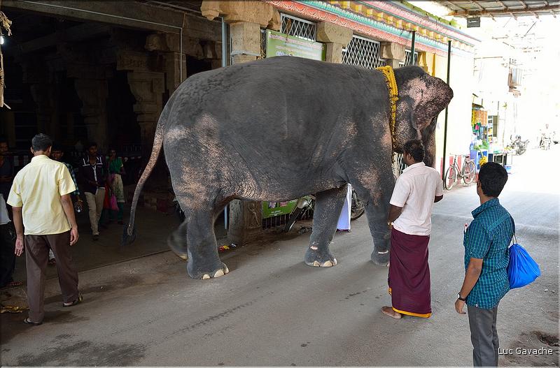Bénédiction des pèlerins se rendant au temple de Ganesh au Rock Fort de Trichy. (7)