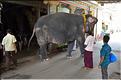 Bénédiction des pèlerins se rendant au temple de Ganesh au Rock Fort de Trichy. (7)