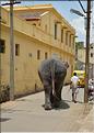 Bénédiction des pèlerins se rendant au temple de Ganesh au Rock Fort de Trichy. (8)