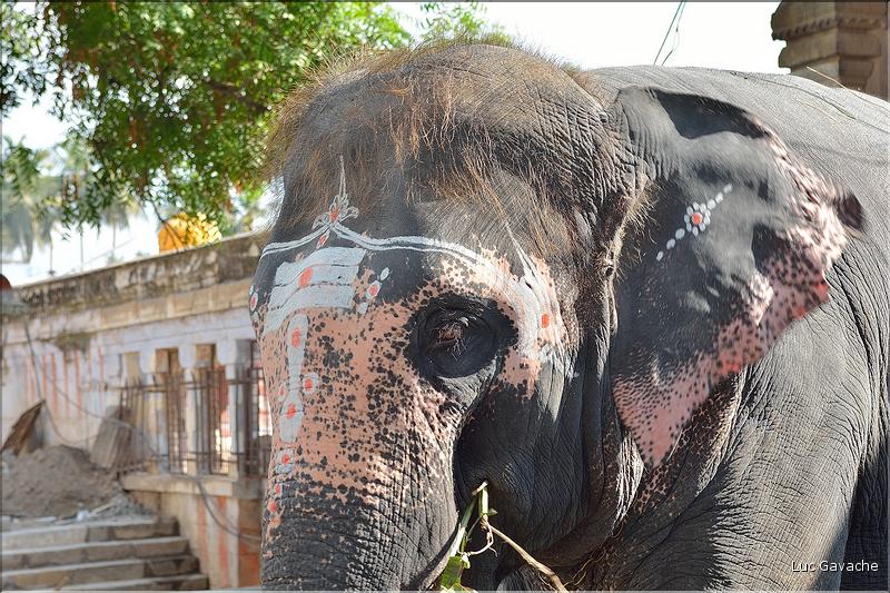 Le Temple de Thiruvanaikaval de Trichy est dédié à Shiva. (32)