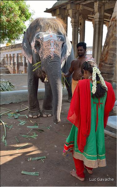 Le Temple de Thiruvanaikaval de Trichy est dédié à Shiva. (33)