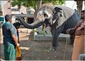 Le Temple de Thiruvanaikaval de Trichy est dédié à Shiva. (36)