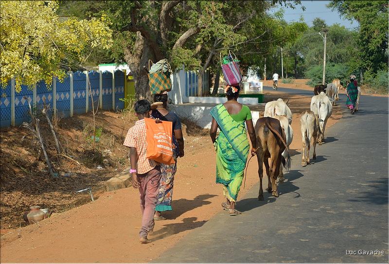 Sur la route entre Thanjavur et Madurai. (3)