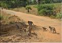 Sur la route entre Thanjavur et Madurai. (4)