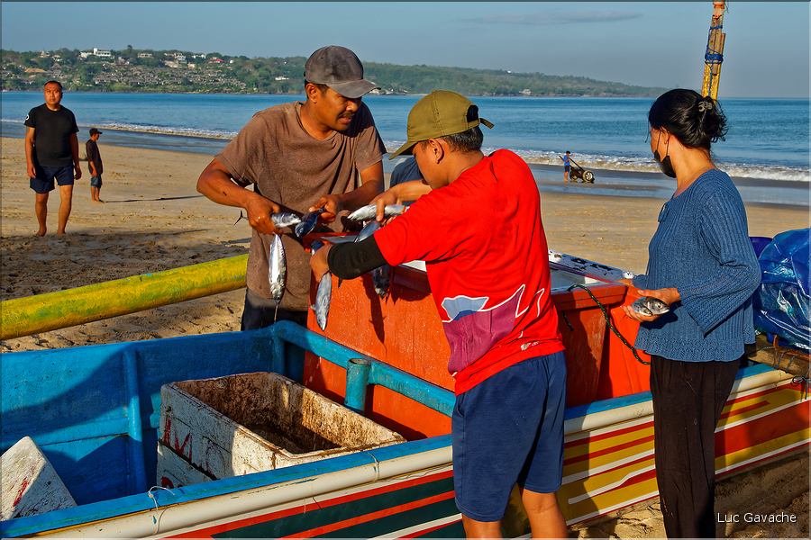 3 Les porteurs et les vendeuses prennent alors le poisson en charge... (Jimbaran). (3)
