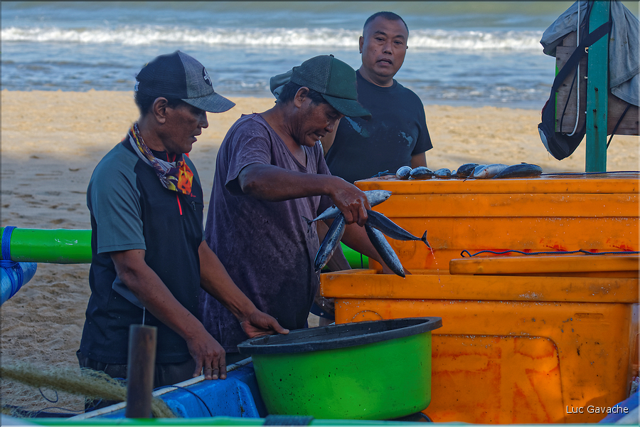 3 Les porteurs et les vendeuses prennent alors le poisson en charge... (Jimbaran). (5)
