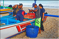 3 Les porteurs et les vendeuses prennent alors le poisson en charge... (Jimbaran). (11)