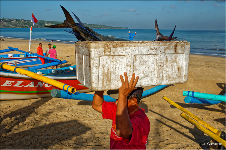 3 Les porteurs et les vendeuses prennent alors le poisson en charge... (Jimbaran). (15)