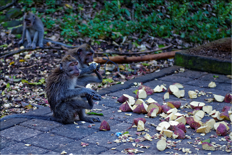 La forêt sacrée des singes, qui est en bordure de la ville d'Ubud, abrite une communauté de macaque gris. (5)