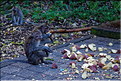 La forêt sacrée des singes, qui est en bordure de la ville d'Ubud, abrite une communauté de macaque gris. (5)
