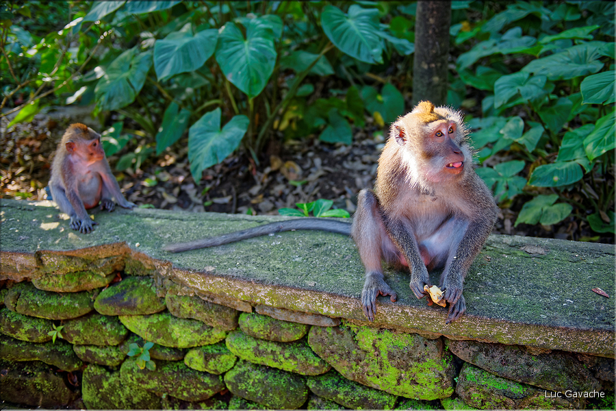 La forêt sacrée des singes, qui est en bordure de la ville d'Ubud, abrite une communauté de macaque gris. (6)