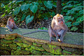 La forêt sacrée des singes, qui est en bordure de la ville d'Ubud, abrite une communauté de macaque gris. (6)