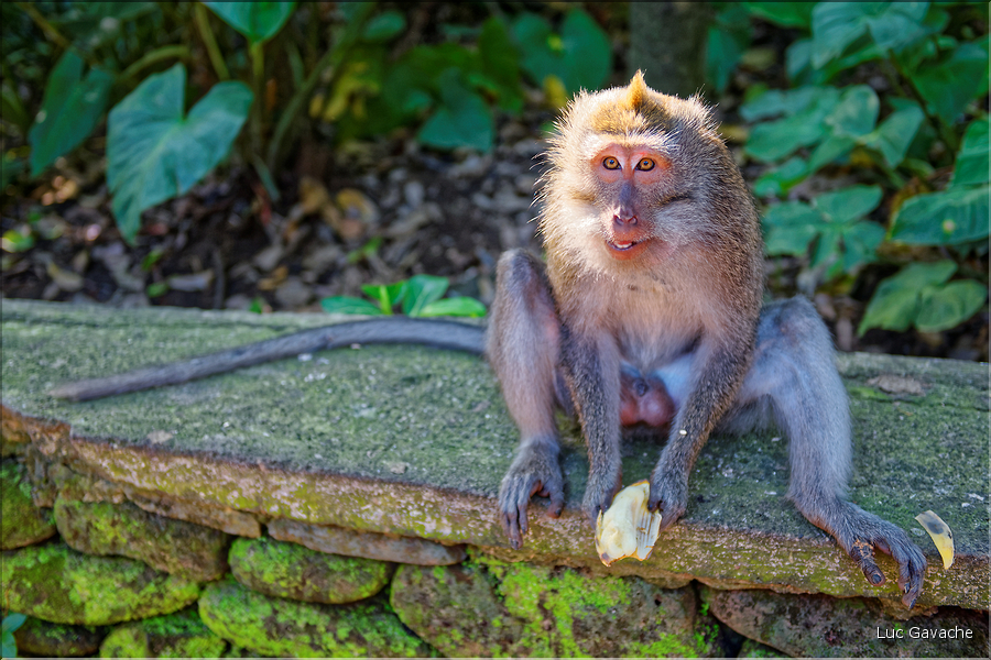 La forêt sacrée des singes, qui est en bordure de la ville d'Ubud, abrite une communauté de macaque gris. (7)