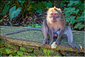 La forêt sacrée des singes, qui est en bordure de la ville d'Ubud, abrite une communauté de macaque gris. (7)