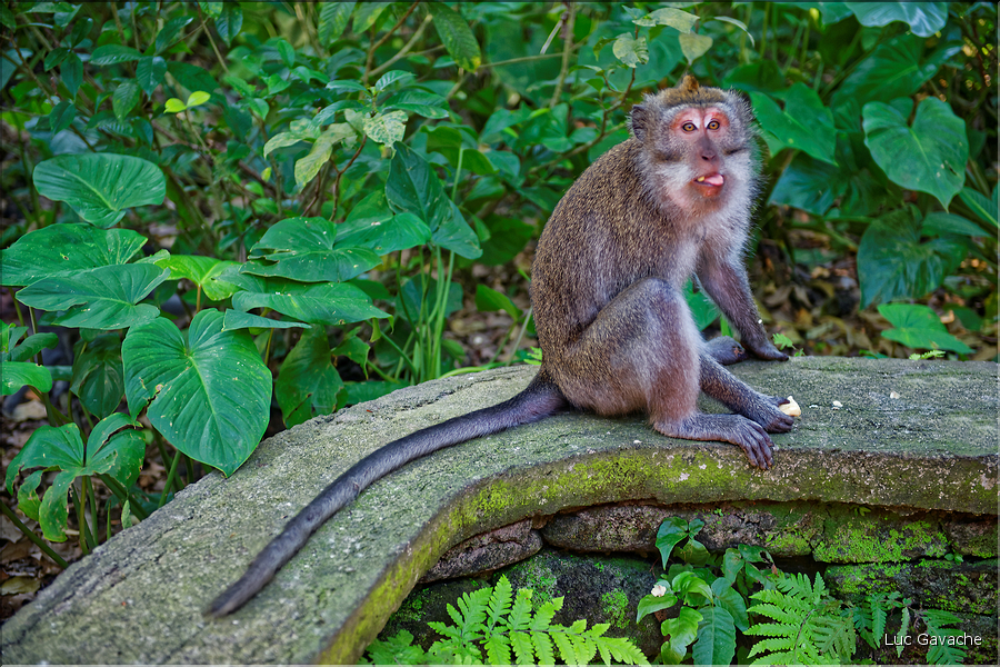 La forêt sacrée des singes, qui est en bordure de la ville d'Ubud, abrite une communauté de macaque gris. (8)