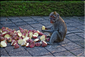 La forêt sacrée des singes, qui est en bordure de la ville d'Ubud, abrite une communauté de macaque gris. (9)
