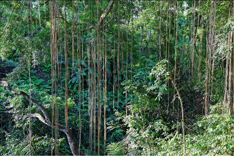 La forêt sacrée des singes, qui est en bordure de la ville d'Ubud, abrite une communauté de macaque gris. (14)
