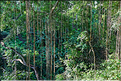 La forêt sacrée des singes, qui est en bordure de la ville d'Ubud, abrite une communauté de macaque gris. (14)