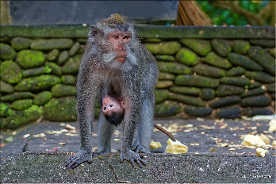 La forêt sacrée des singes, qui est en bordure de la ville d'Ubud, abrite une communauté de macaque gris. (15)