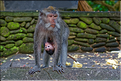 La forêt sacrée des singes, qui est en bordure de la ville d'Ubud, abrite une communauté de macaque gris. (15)