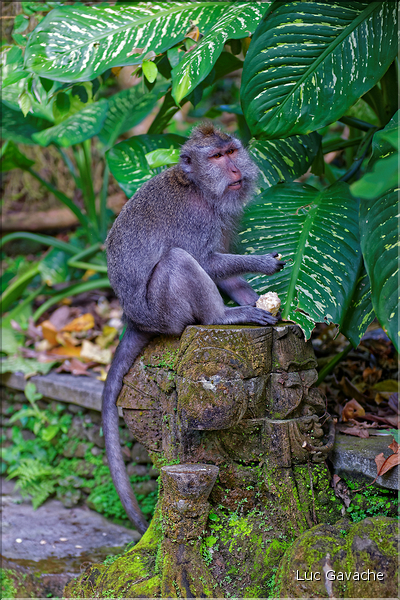La forêt sacrée des singes, qui est en bordure de la ville d'Ubud, abrite une communauté de macaque gris. (16)