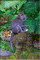 La forêt sacrée des singes, qui est en bordure de la ville d'Ubud, abrite une communauté de macaque gris. (16)