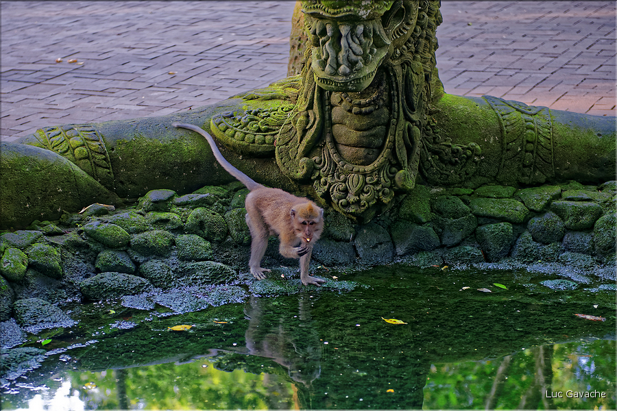 La forêt sacrée des singes, qui est en bordure de la ville d'Ubud, abrite une communauté de macaque gris. (17)