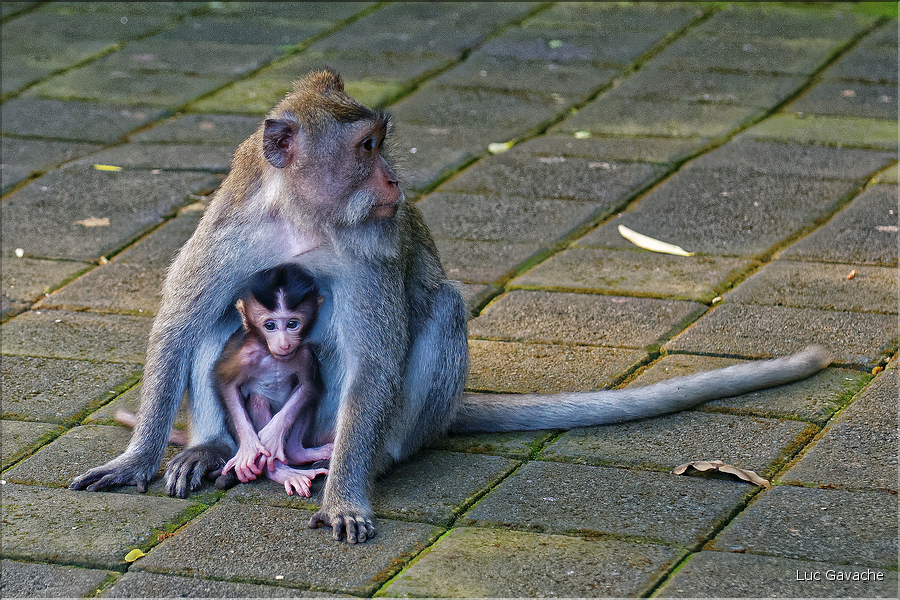 La forêt sacrée des singes, qui est en bordure de la ville d'Ubud, abrite une communauté de macaque gris. (18)