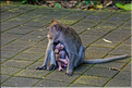 La forêt sacrée des singes, qui est en bordure de la ville d'Ubud, abrite une communauté de macaque gris. (19)