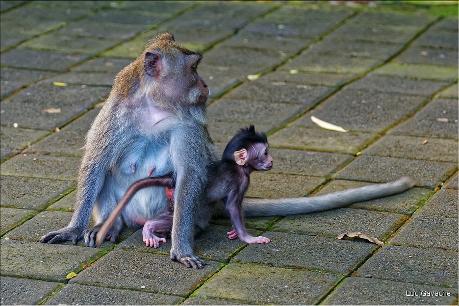 La forêt sacrée des singes, qui est en bordure de la ville d'Ubud, abrite une communauté de macaque gris. (20)