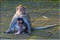 La forêt sacrée des singes, qui est en bordure de la ville d'Ubud, abrite une communauté de macaque gris. (21)
