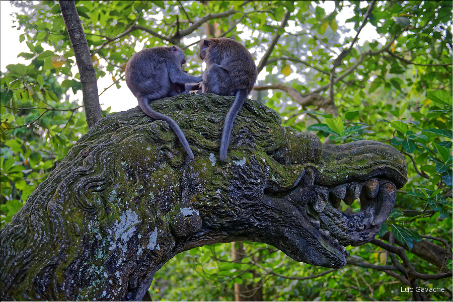 La forêt sacrée des singes, qui est en bordure de la ville d'Ubud, abrite une communauté de macaque gris. (25)