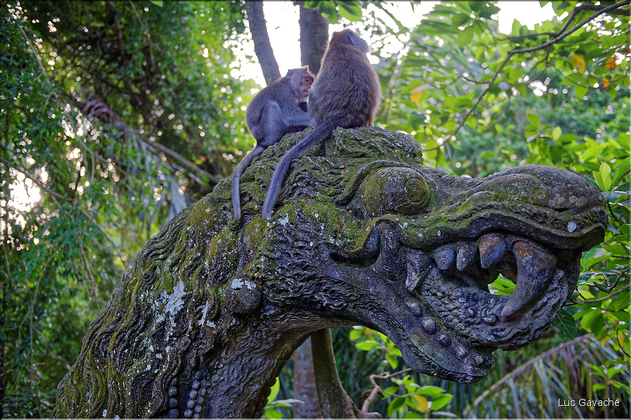 La forêt sacrée des singes, qui est en bordure de la ville d'Ubud, abrite une communauté de macaque gris. (26)