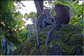 La forêt sacrée des singes, qui est en bordure de la ville d'Ubud, abrite une communauté de macaque gris. (27)