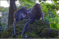 La forêt sacrée des singes, qui est en bordure de la ville d'Ubud, abrite une communauté de macaque gris. (28)