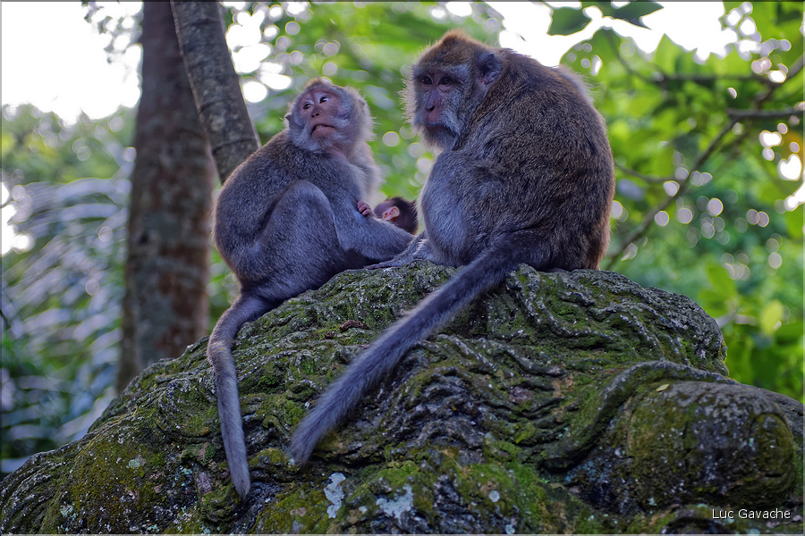 La forêt sacrée des singes, qui est en bordure de la ville d'Ubud, abrite une communauté de macaque gris. (29)