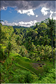 Le temple hindoue de Gunung Kawi se trouve au fond d'une vallée luxuriante. (6)