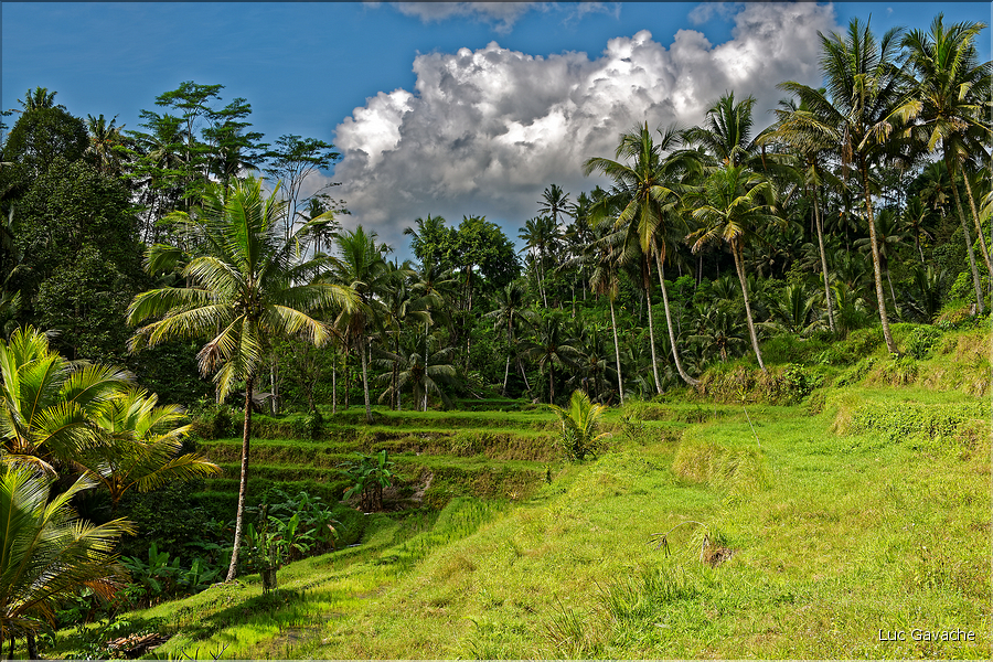 Le temple hindoue de Gunung Kawi se trouve au fond d'une vallée luxuriante. (10)