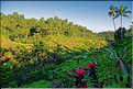À Bali les rizières sont partout. Ici celles de Telgallalang près d'Ubud. (1)