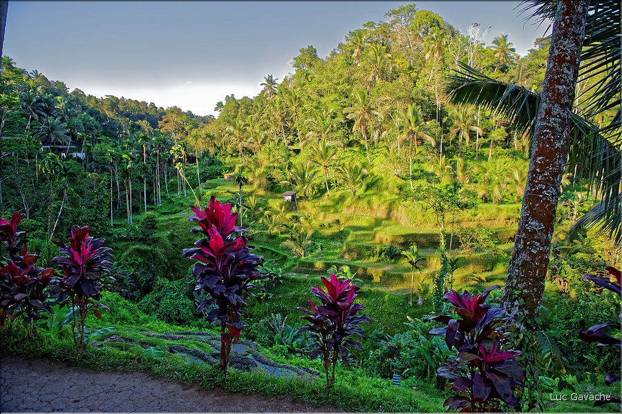 À Bali les rizières sont partout. Ici celles de Telgallalang près d'Ubud. (2)