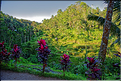 À Bali les rizières sont partout. Ici celles de Telgallalang près d'Ubud. (2)
