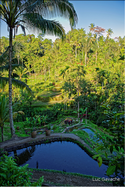 À Bali les rizières sont partout. Ici celles de Telgallalang près d'Ubud. (3)