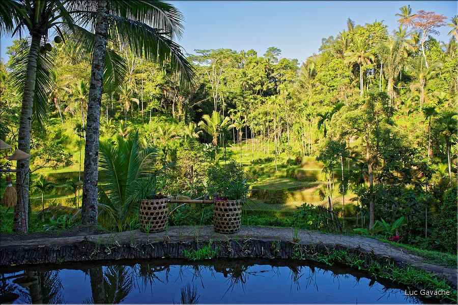 À Bali les rizières sont partout. Ici celles de Telgallalang près d'Ubud. (4)