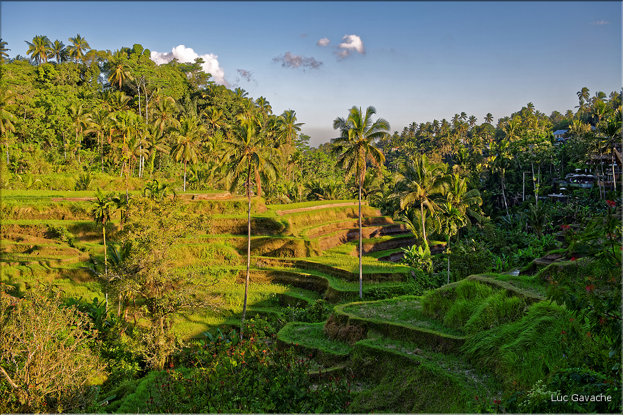 À Bali les rizières sont partout. Ici celles de Telgallalang près d'Ubud. (5)