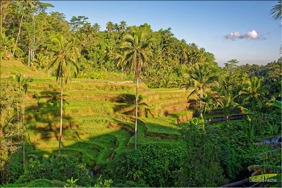 À Bali les rizières sont partout. Ici celles de Telgallalang près d'Ubud. (6)